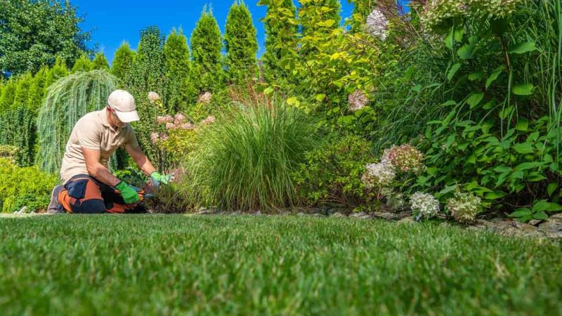 Maintaining Plants, Flowers, and Trees Made Easy: A Comprehensive Guide to Professional Gardening Services