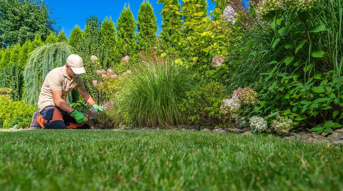Maintaining Plants, Flowers, and Trees Made Easy: A Comprehensive Guide to Professional Gardening Services