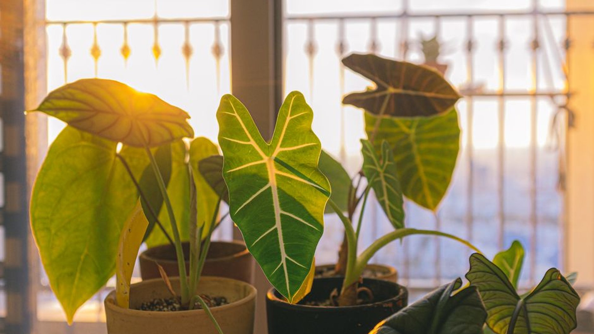 Bring Nature Indoors with Simple Bedroom Upgrades