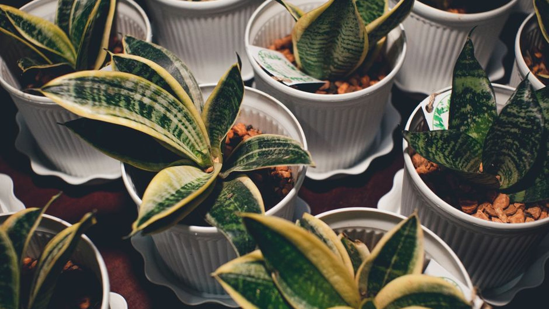 snake plant peace lily pothos indoor air purifier